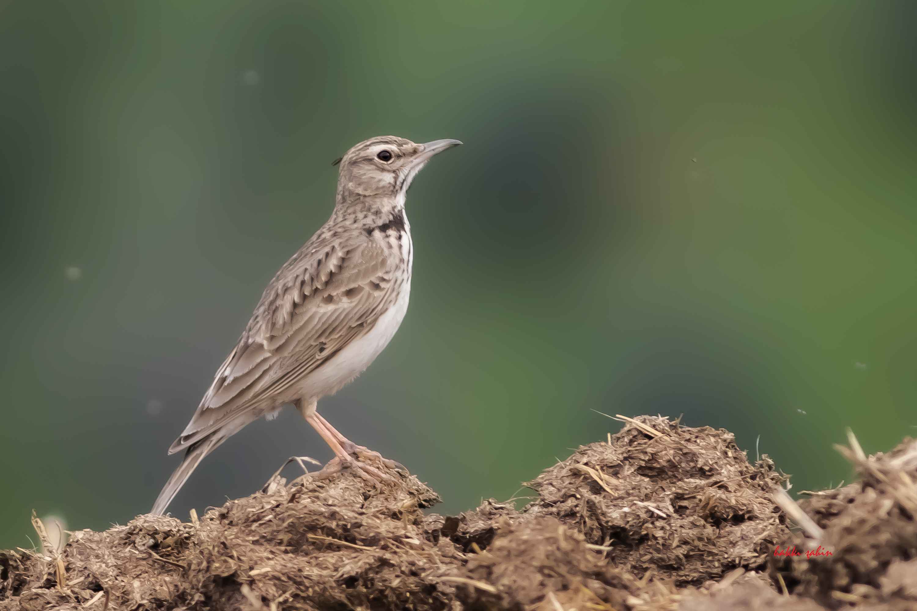 Calandra Lark